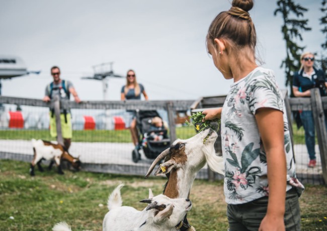 Ziegen auf Wagrainis Grafenberg